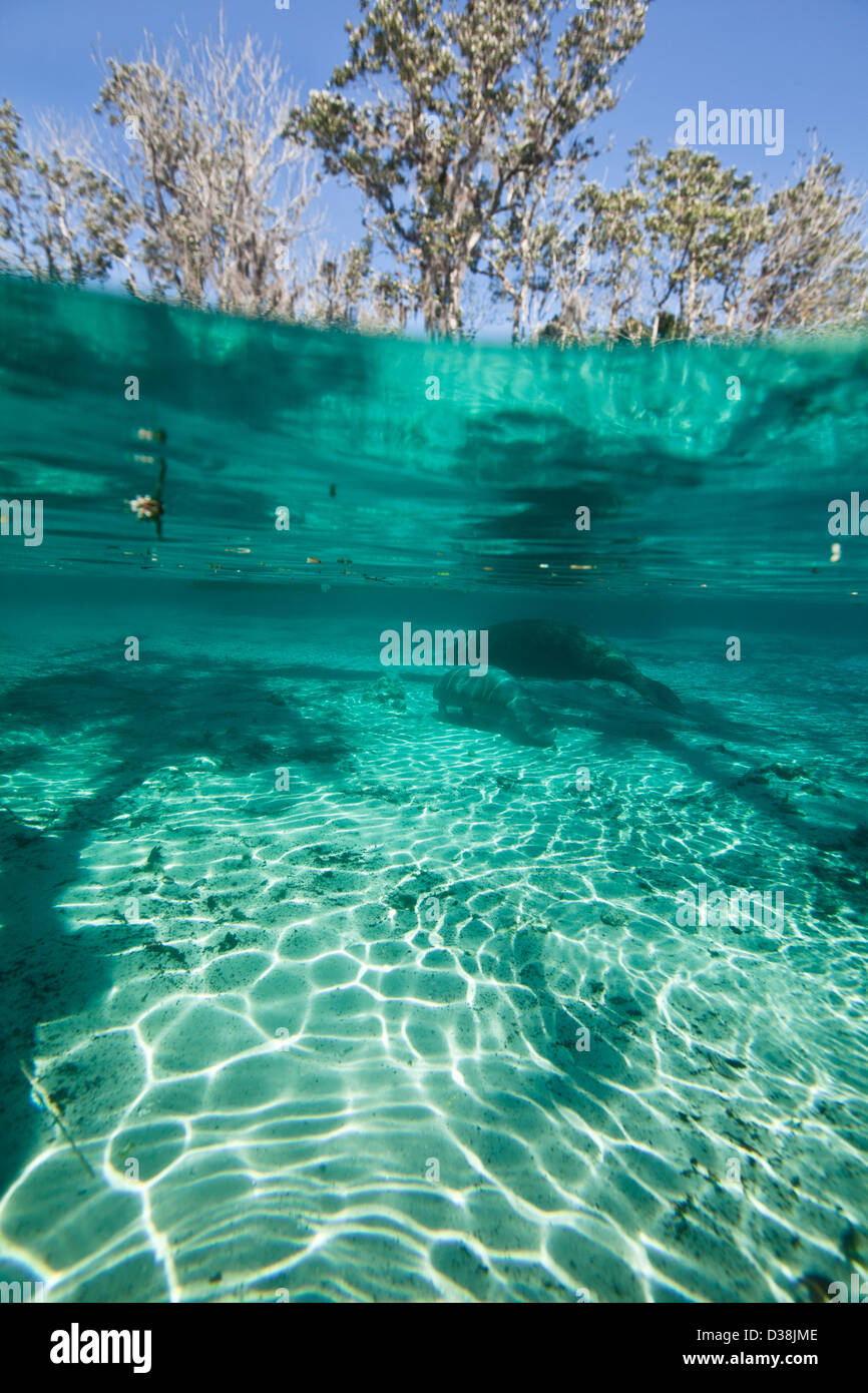 La madre y el bebé manatí de las Indias Occidentales o Trichechidae flotando en el agua azul tropical en Crystal River Florida imagen está dividida shot Foto de stock