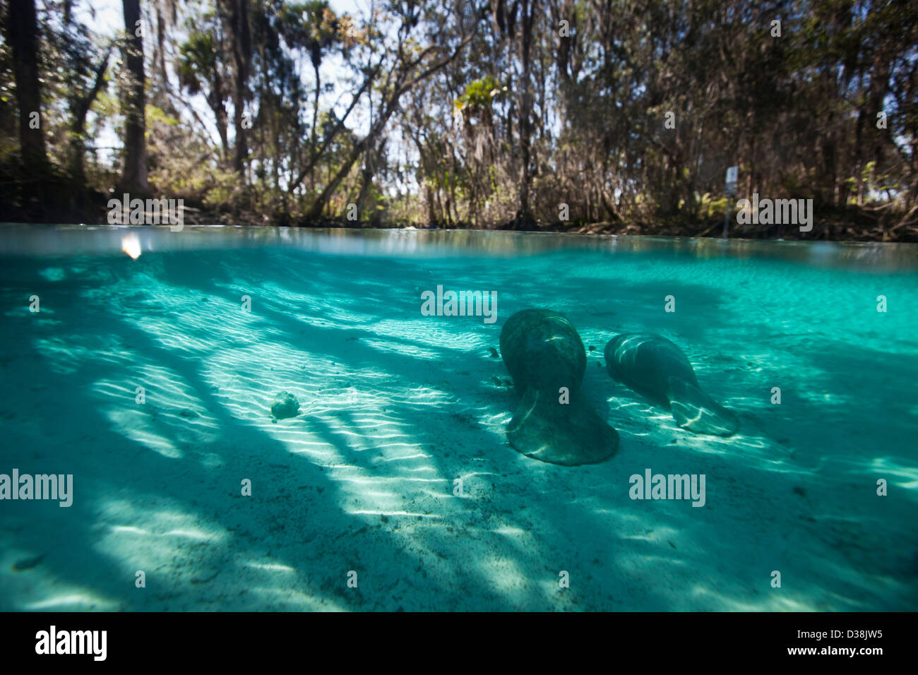 La madre y el bebé manatí de las Indias Occidentales o Trichechidae flotando en el agua azul tropical en Crystal River Florida imagen está dividida shot Foto de stock