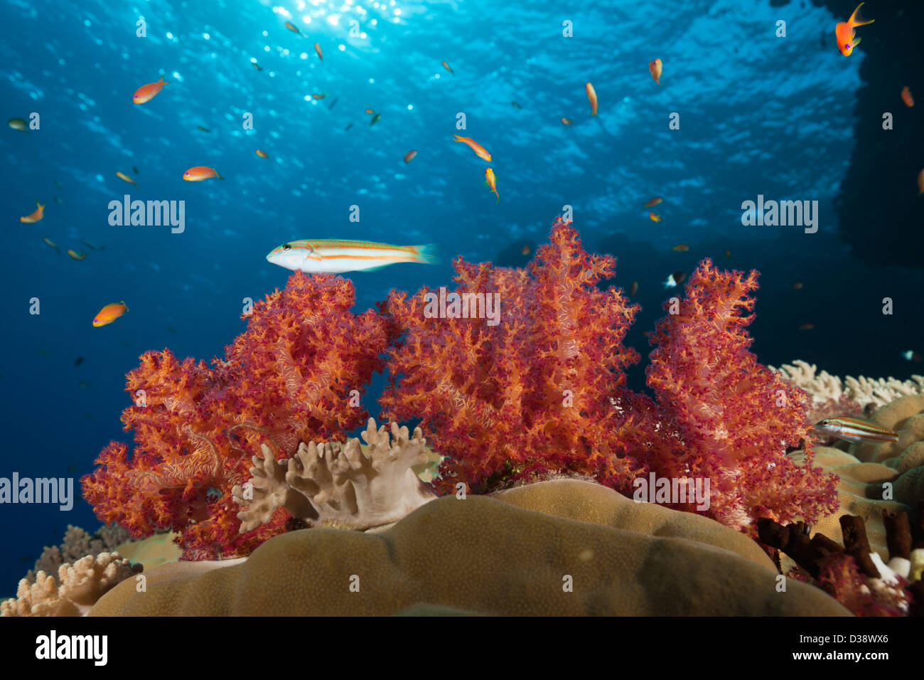 Rojo corales blandos, Dendronephthya sp., isla rocosa, Mar Rojo, Egipto Foto de stock