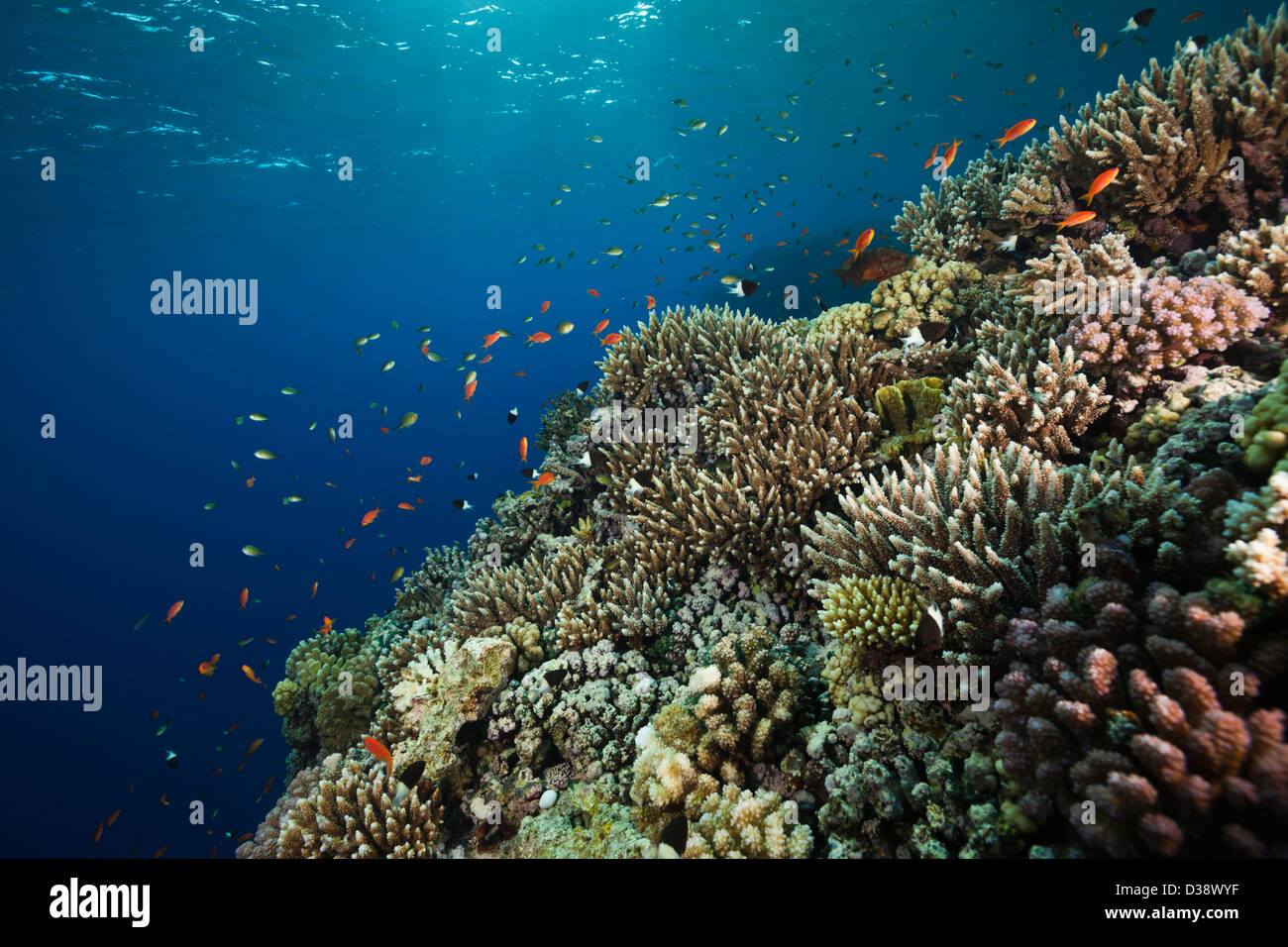 En la parte superior del arrecife de coral, la isla rocosa, Mar Rojo, Egipto Foto de stock
