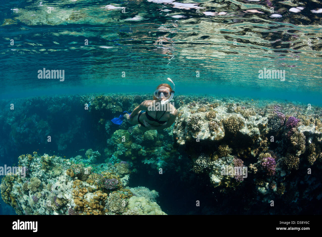 Buceo en el Mar Rojo, Zabargad, Mar Rojo, Egipto Foto de stock