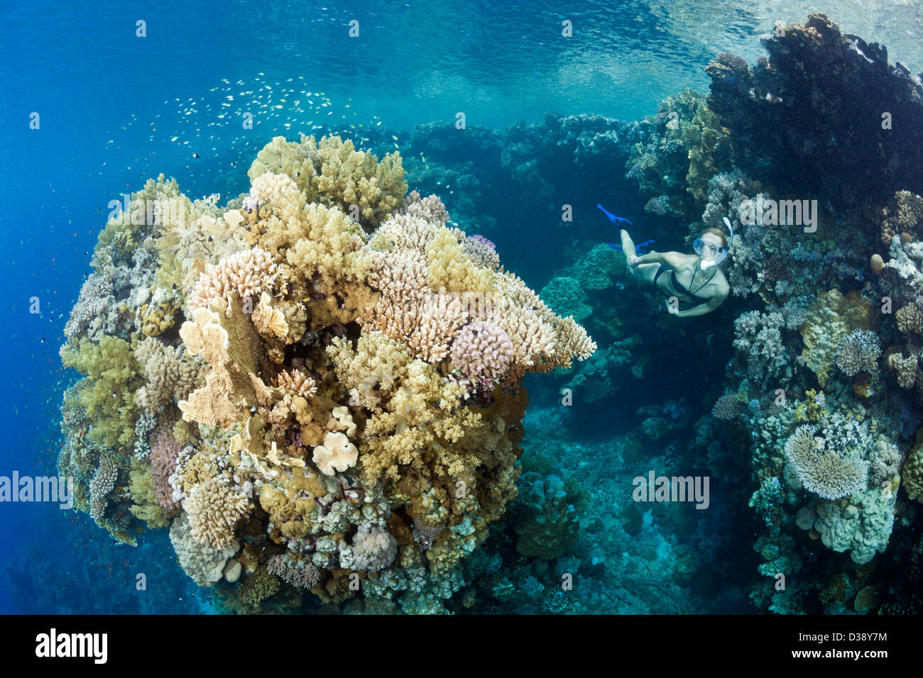 Buceo en el Mar Rojo, Zabargad, Mar Rojo, Egipto Foto de stock