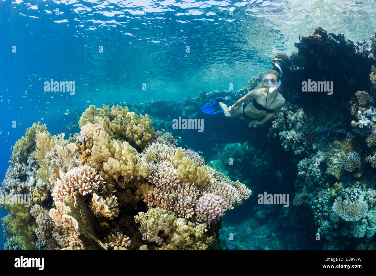 Buceo en el Mar Rojo, Zabargad, Mar Rojo, Egipto Foto de stock