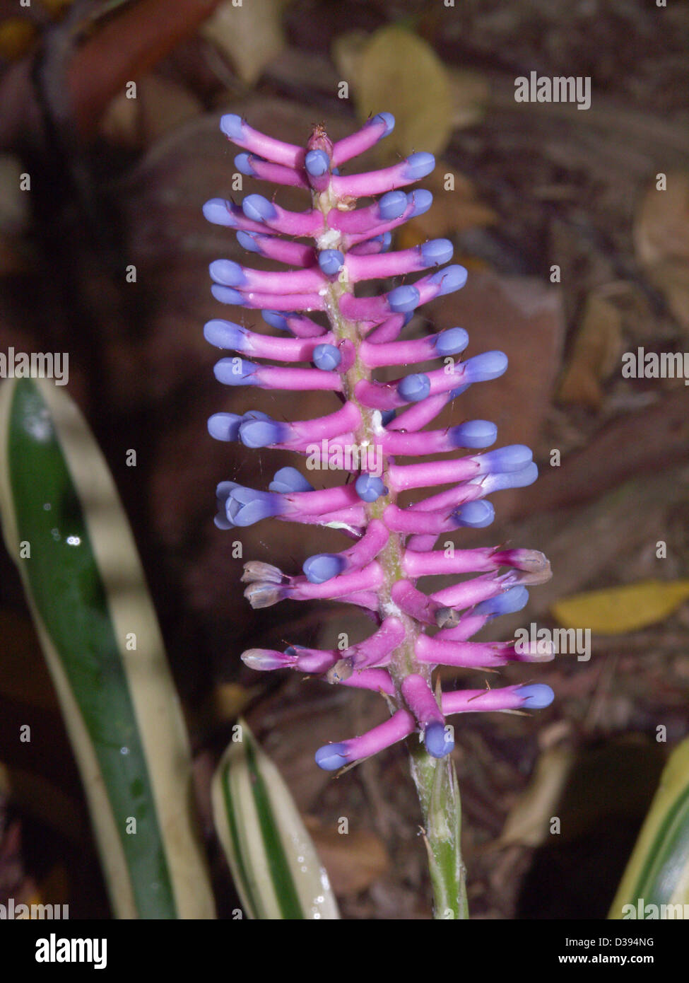 Bromeliad flower aechmea gamosepala fotografías e imágenes de alta  resolución - Alamy