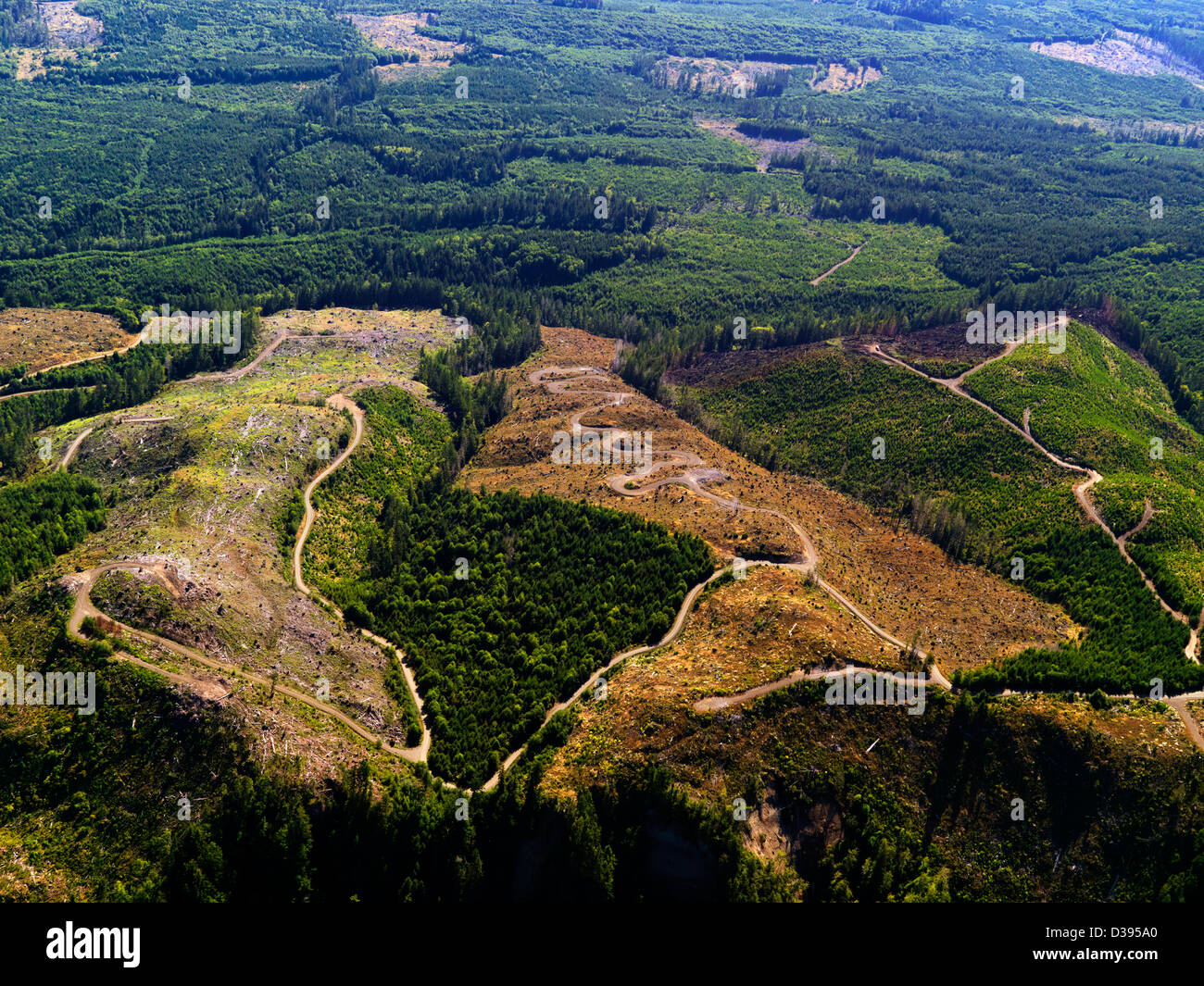 La gestión forestal de nuestros bosques en el estado de Washington en la base del Parque Nacional Olímpico Foto de stock