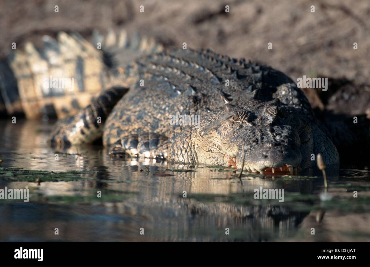 Los archivos de datos (DPA) - Un cocodrilo radica en el agua en el Parque Nacional de Kakadu en Australia (foto sin fecha). El 23 de diciembre de 2003 se informó de que un joven de 22 años fue asesinado por un cocodrilo en un río en el Territorio del Norte de Australia que 'habla' a sus dos amigos que se sentó arriba de un árbol Foto de stock