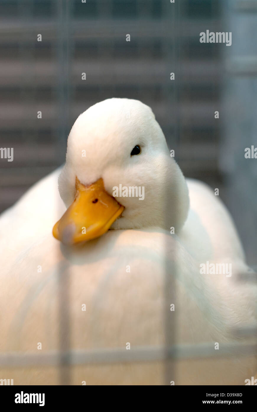 Una imagen de un pato llamada blanca va a dormir en una jaula en un espectáculo de aves de corral. Foto de stock