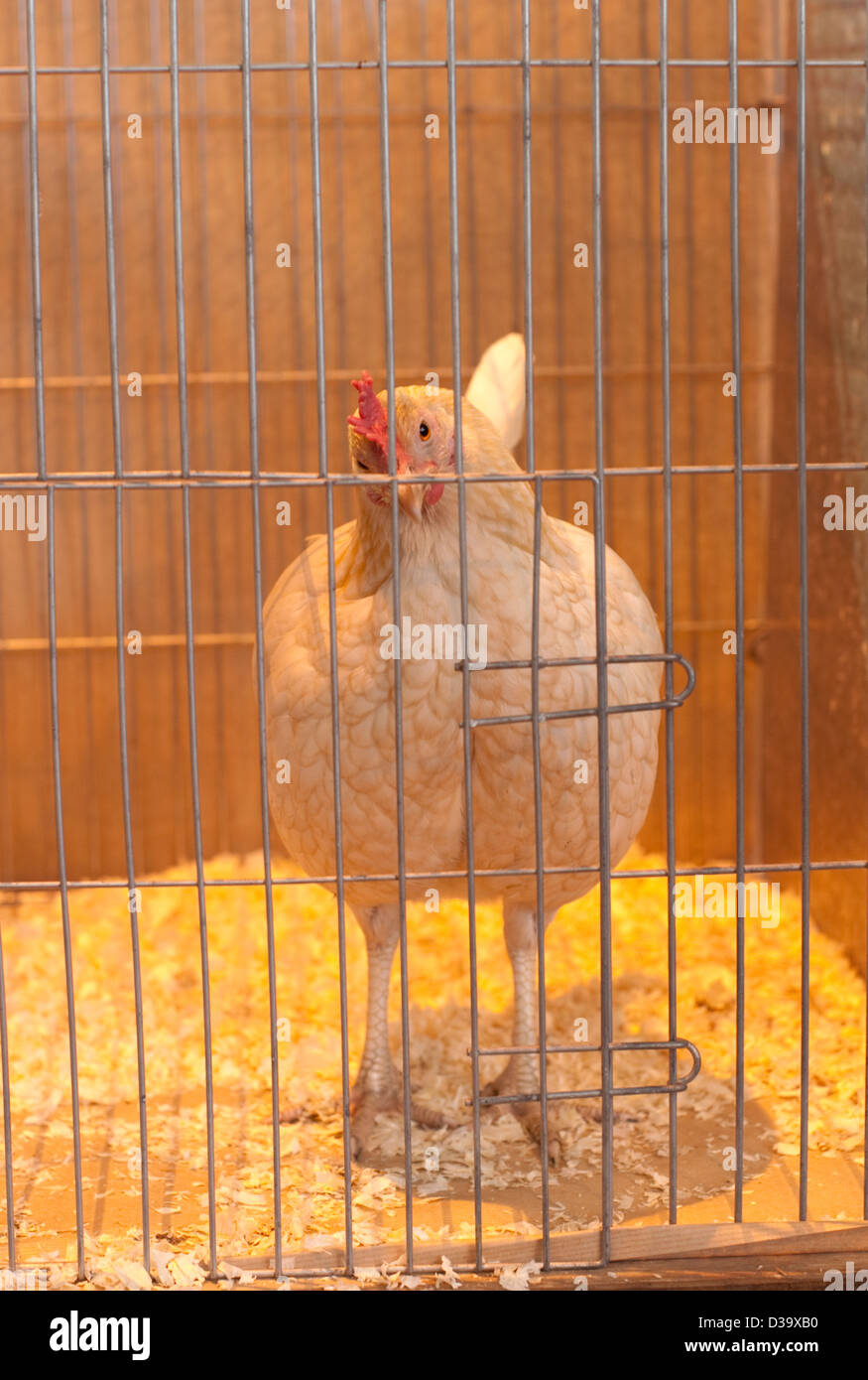 Un pollo esperando en su jaula a criadores de aves de corral mostrar Foto de stock