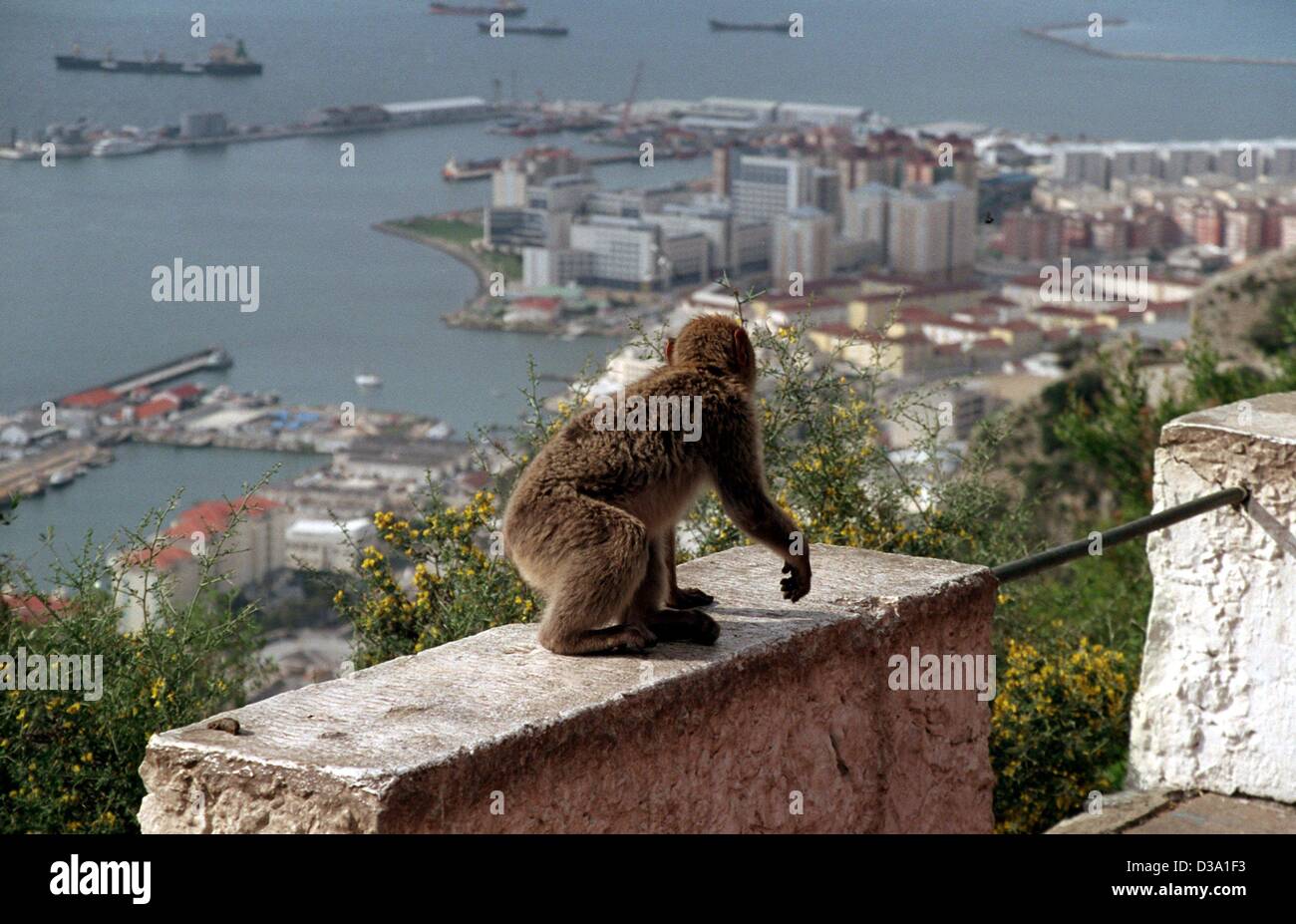 (Dpa) - Un mono está sentado sobre una pared de la roca de Gibraltar, mientras disfruta de las vistas del puerto y de la ciudad, el 18 de marzo de 2002. Los simios se han convertido en uno de los principales atractivos turísticos del pequeño estado. Alrededor de 160 los macacos viven en la roca, alimentadas por los turistas, así como por el inhabita Foto de stock