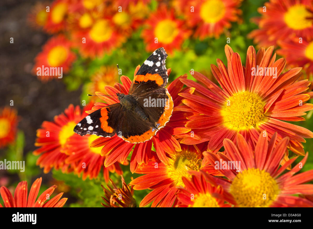 Rojo Almirante mariposa Vanessa atalanta, en el crisantemo flores Reino Unido GB Europa Foto de stock