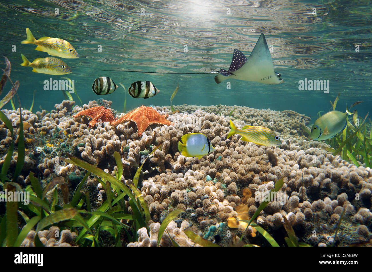 El mundo marino a poca profundidad, en un arrecife de coral con peces tropicales, estrellas de mar y un águila ray, mar Caribe Foto de stock