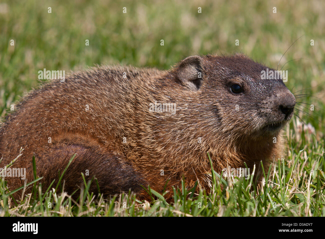 Ground Hog animal urbano mamífero roedor Foto de stock
