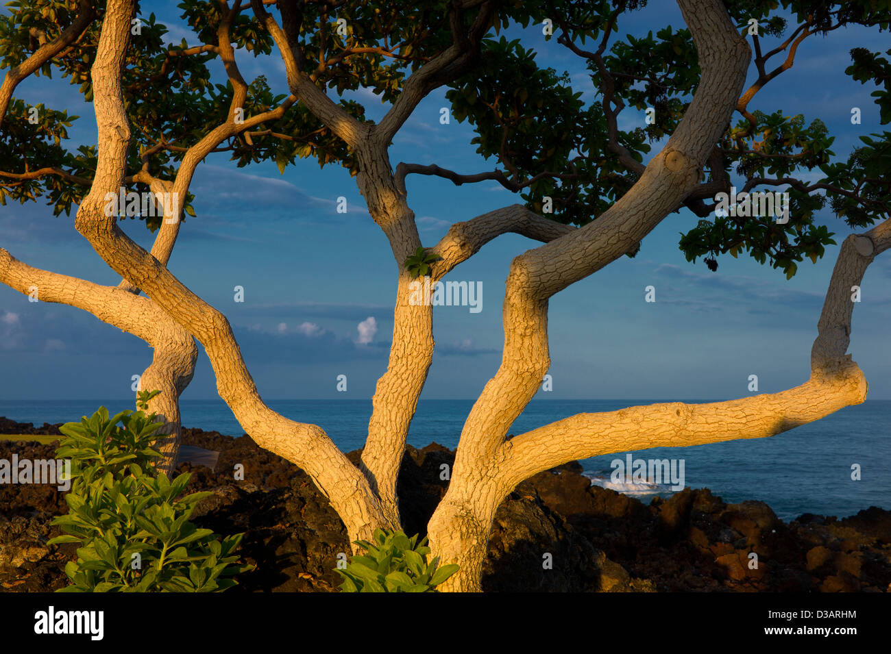 Heliotrope árboles con la primera luz y el océano. La Isla Grande de Hawai. Foto de stock