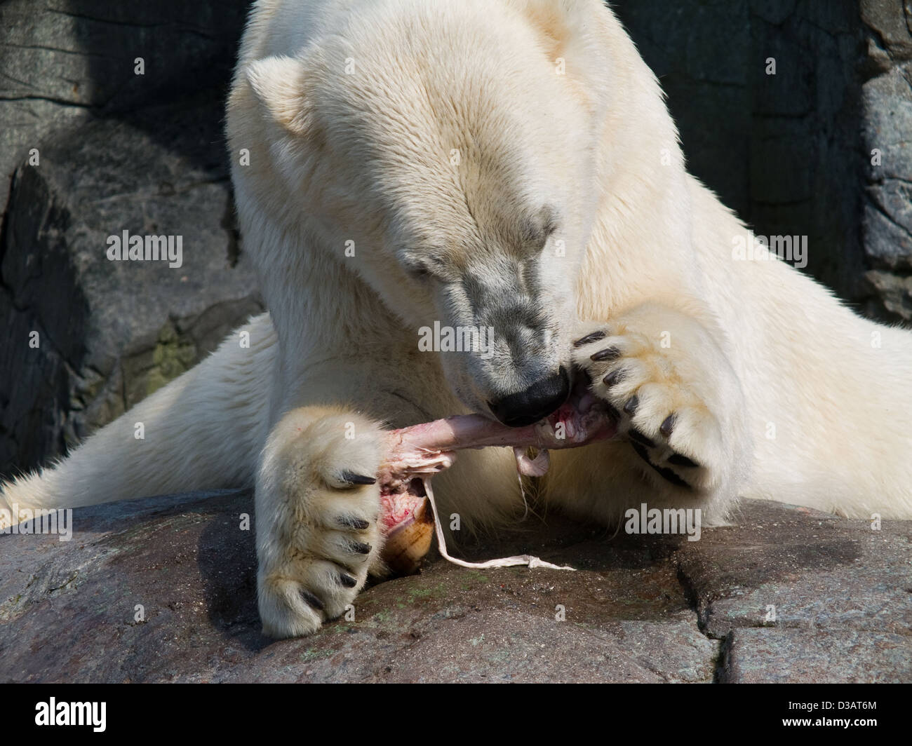 El oso polar, el Ursus maritimus, comer un trozo de la pata del caballo Foto de stock