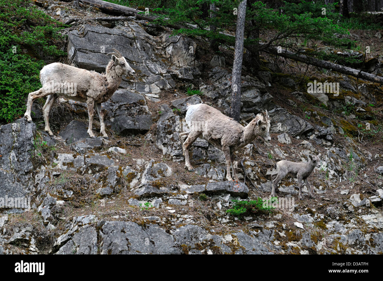 Carnero de las Montañas Rocosas El Parque Nacional Banff Alberta Canada muda muda unidad familiar Foto de stock