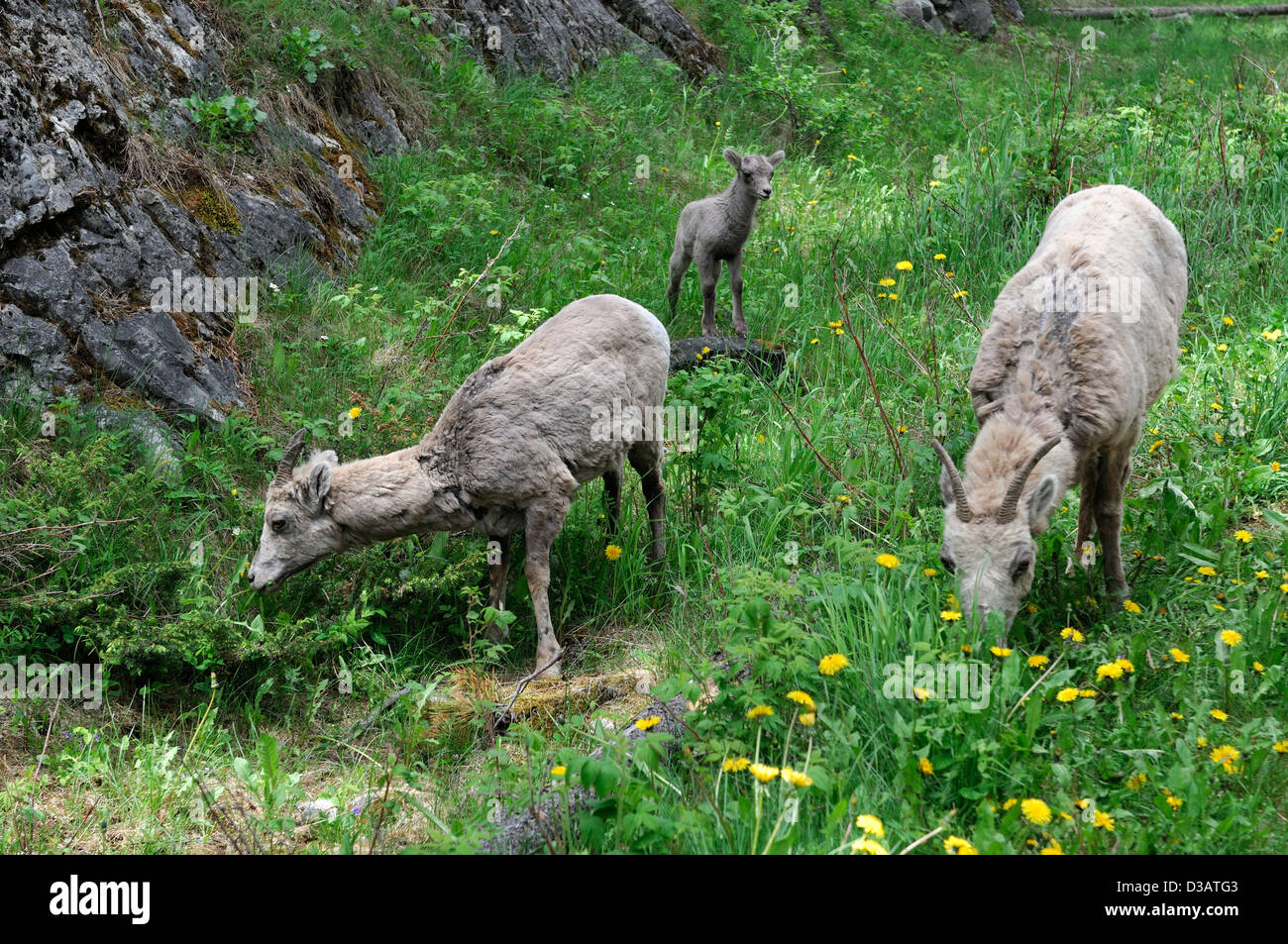 Carnero de las Montañas Rocosas de pastoreo del Parque Nacional de Banff Alberta Canada pastan comer comer muda muda unidad familiar Foto de stock