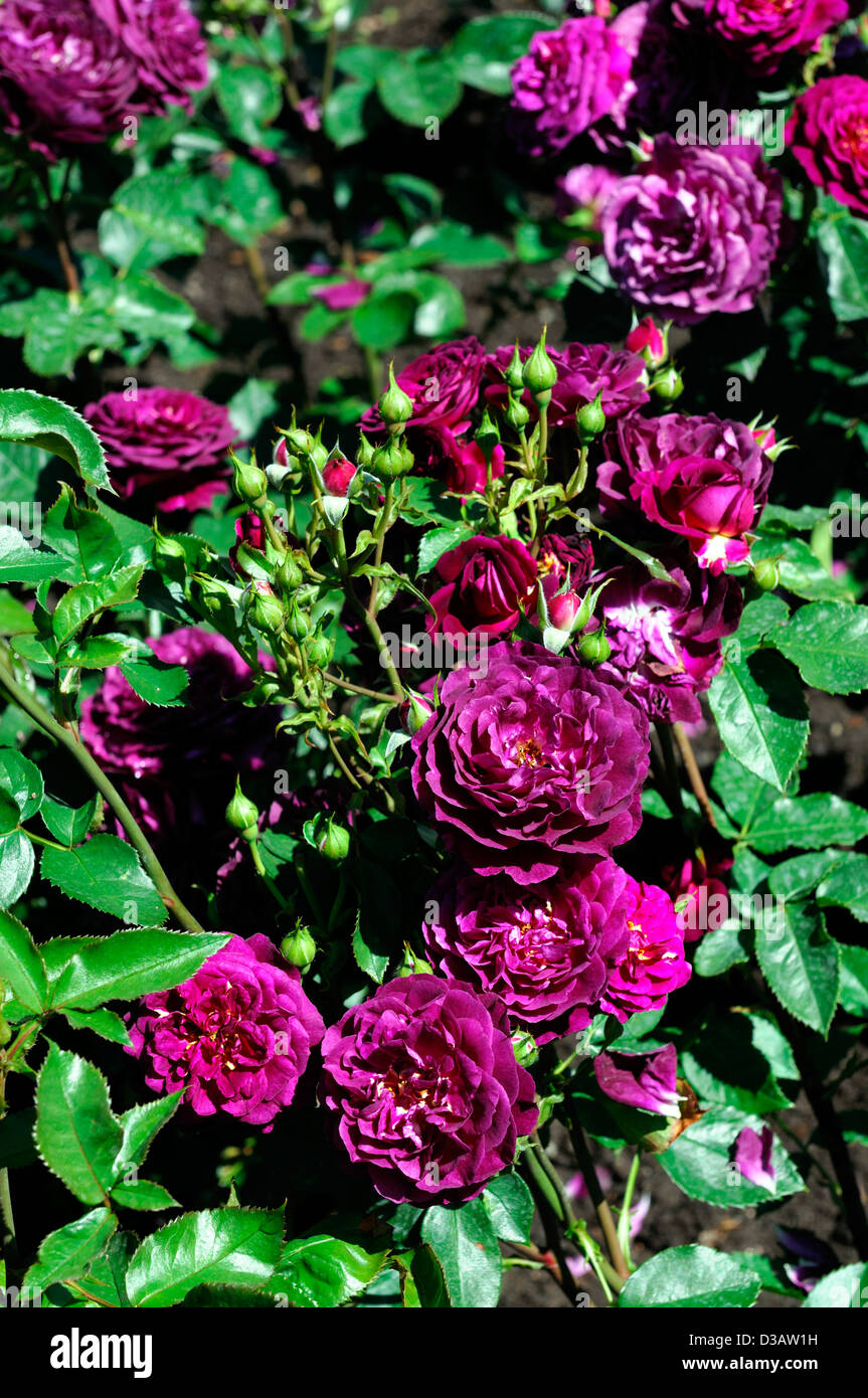 Rosa reflujo areneros flores dobles de color violeta profundo bloom blossom Floribunda rose fragancia perfumada Foto de stock