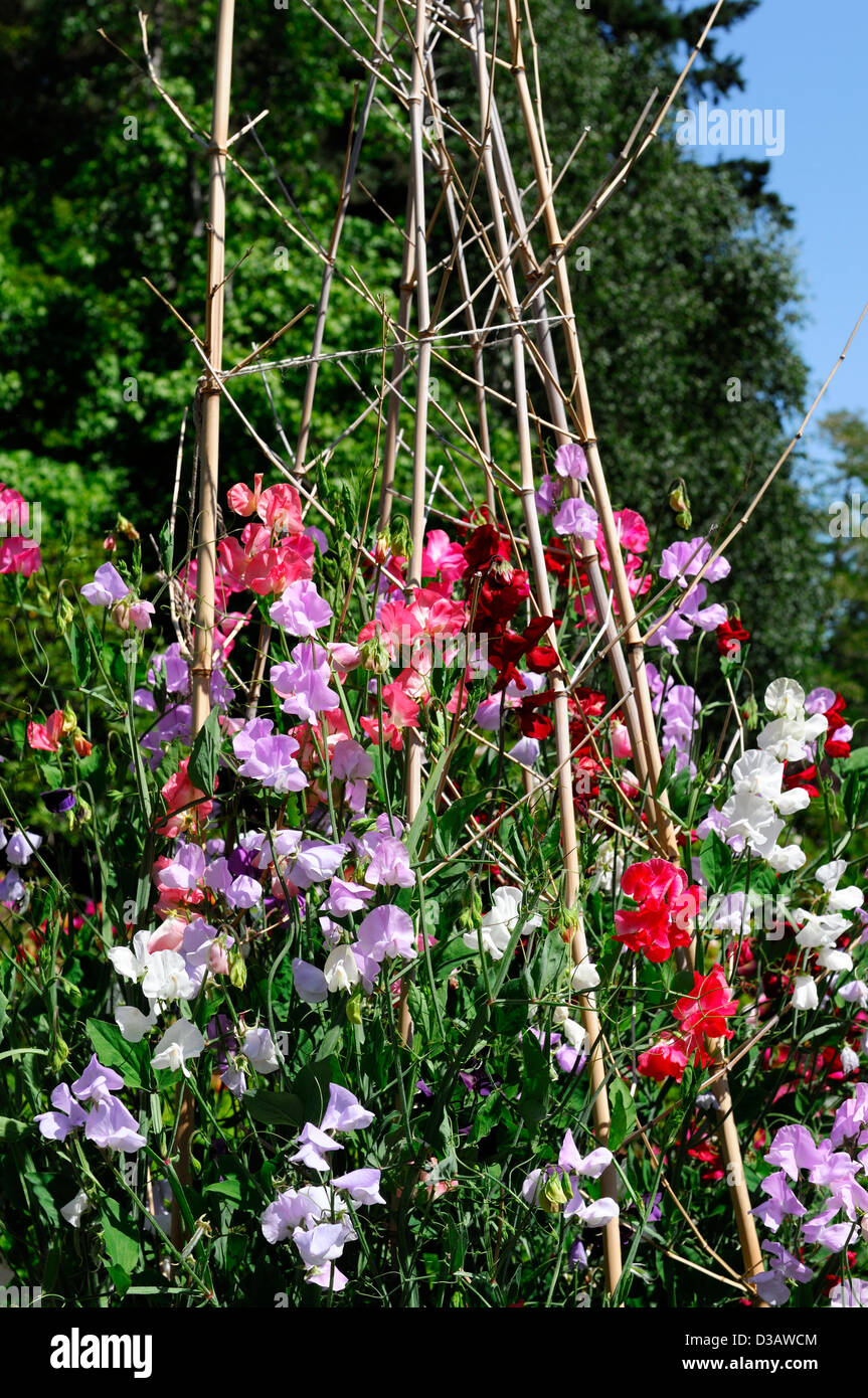 Lathyrus guisantes de olor guisante crecer crecer wigwam planta soporta  anuarios de verano escaladores escalada perfumados con pétalos de flores  fragantes Fotografía de stock - Alamy