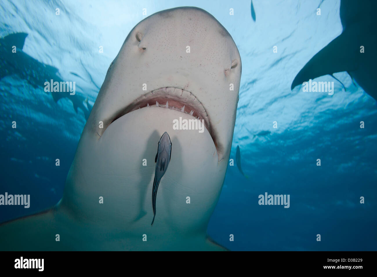 Un pequeño remora se desliza por debajo de las mandíbulas de un tiburón limón Negaprion brevirostris,, West End, Grand Bahamas, Océano Atlántico. Foto de stock