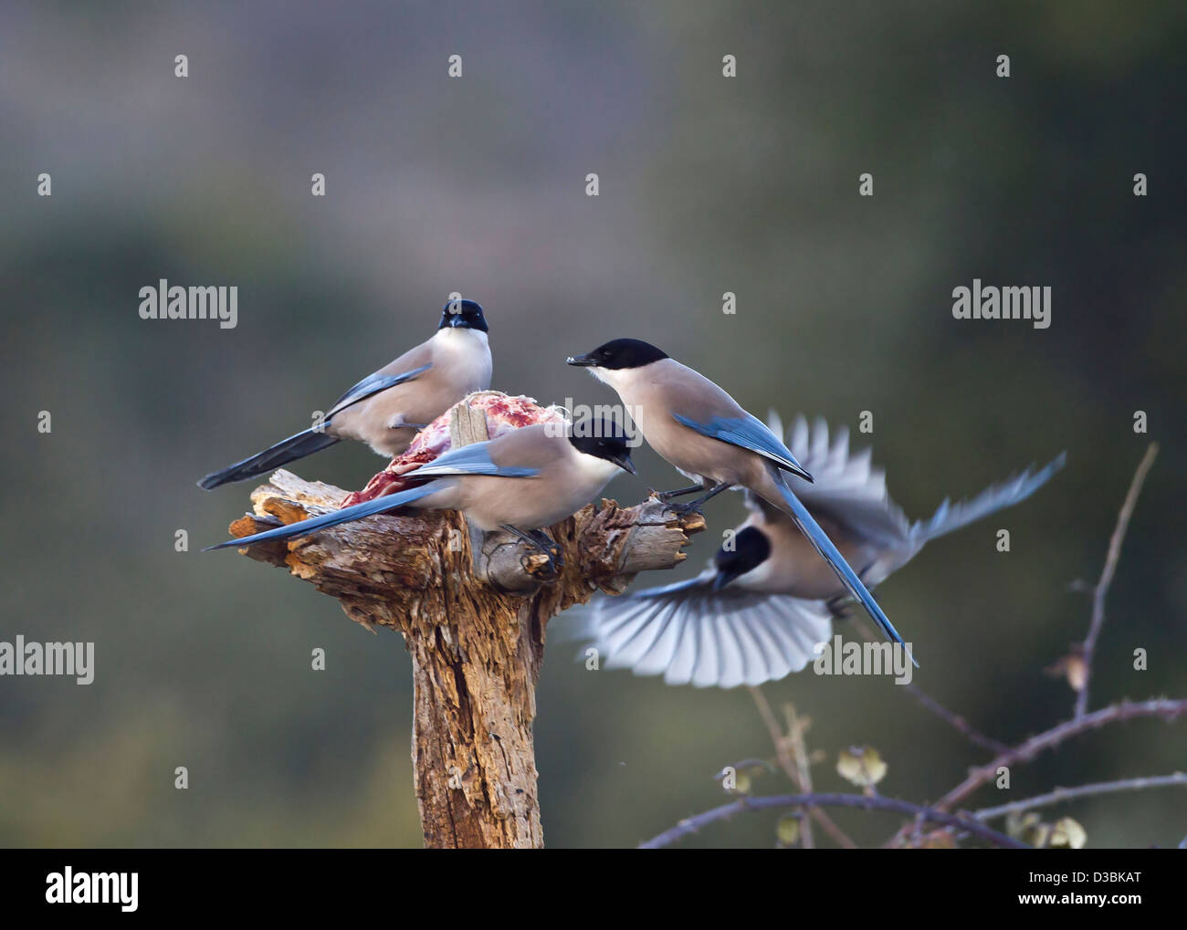 Azure urracas Cyanopica cyana alado alimentándose de carroña España Foto de stock