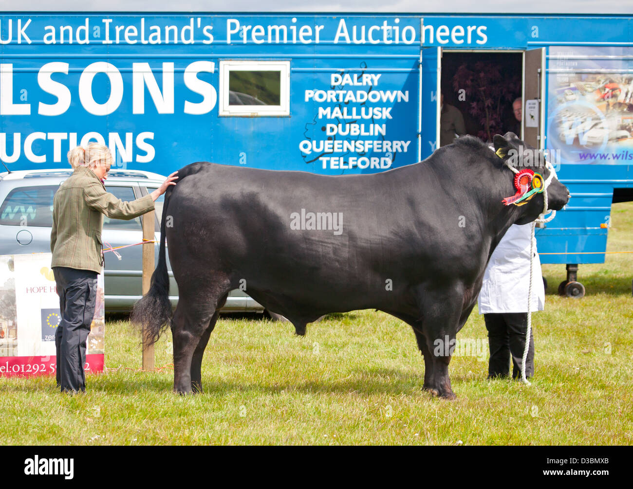 Un juez de ganado en una feria de ganado inspeccionando un premio Aberdeen Angus (Black Angus) Toro. Dalry, North Ayrshire, Escocia, Reino Unido Foto de stock
