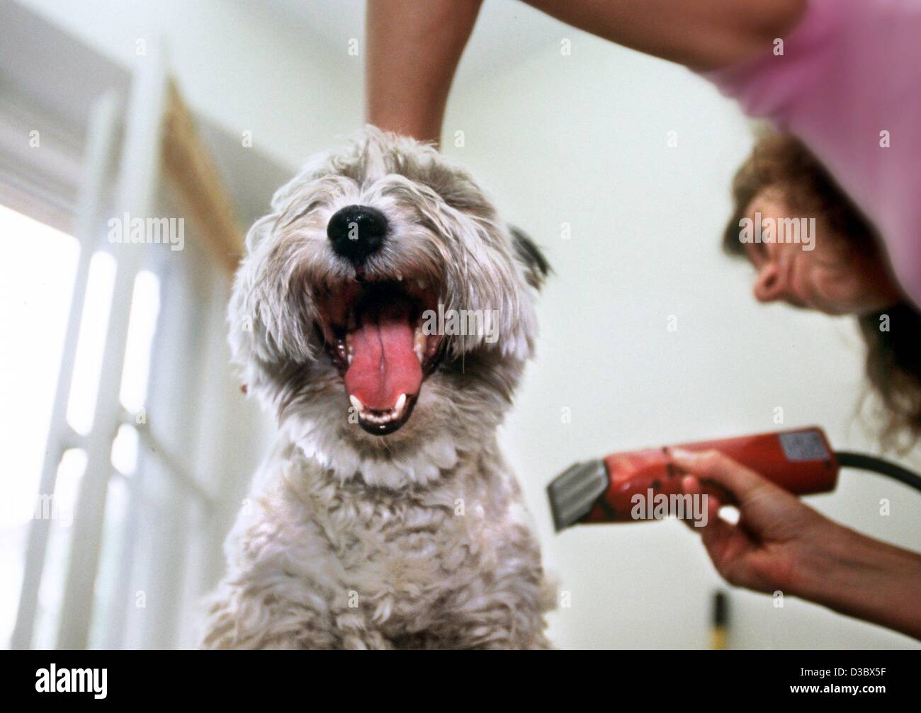 Humano de interés humano moda animales perro alemania fotografías e  imágenes de alta resolución - Alamy