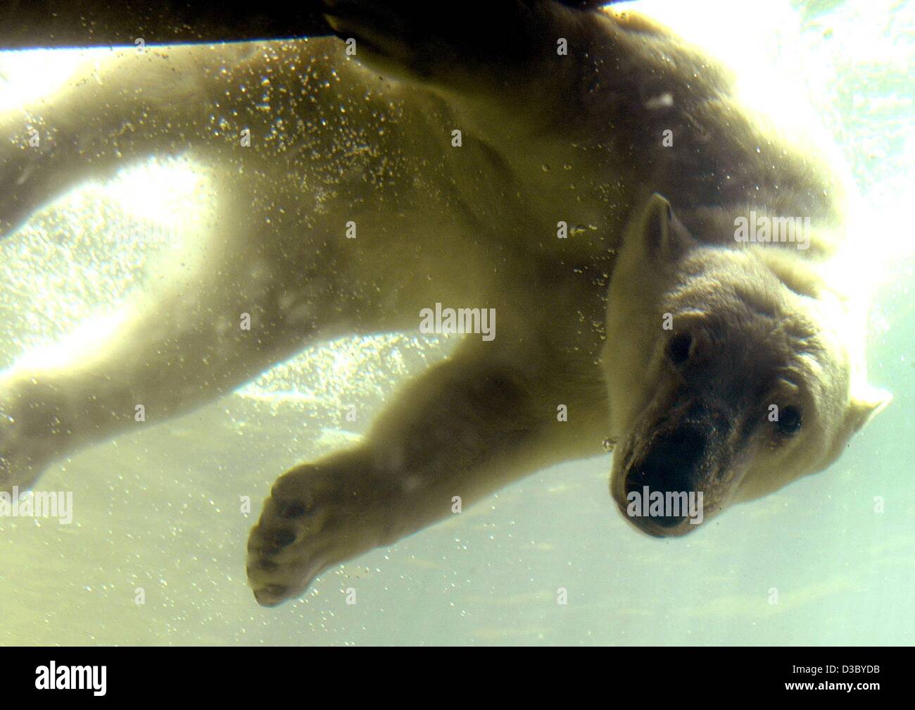 (Dpa) - Un oso polar tiene un buceo en su cuenca para refrescarse en el caluroso verano en el zoológico de Karlsruhe, Alemania, 15 de julio de 2003. Foto de stock