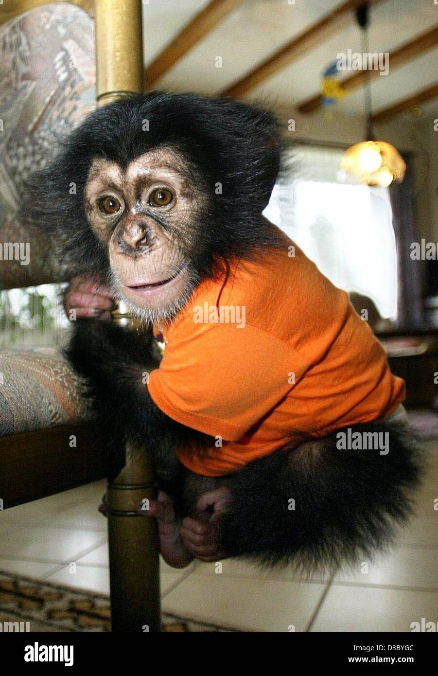 (Dpa) - Con una pícara sonrisa en su rostro el pequeño bebé chimpancé Bill sube una silla de Kaiserbach, Alemania, 27 de julio de 2003. La madre del pequeño simio había muerto en su nacimiento. Ahora Proyecto de Ley está siendo criado por los padres. Foto de stock