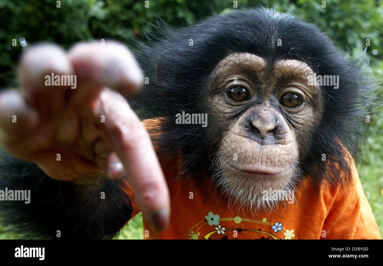 (Dpa) - Con una pícara sonrisa en su rostro el pequeño bebé chimpancé Bill graps para la cámara de Kaiserbach, Alemania, 27 de julio de 2003. La madre del pequeño simio había muerto en su nacimiento. Ahora Proyecto de Ley está siendo criado por los padres. Foto de stock
