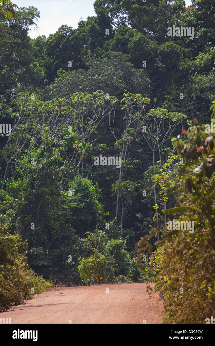 A lo largo de la selva tropical de Iwokrama única arteria vial norte-sur a través de Guyana. Facilitando el acceso desde Georgetown Linden hasta Lethem Foto de stock