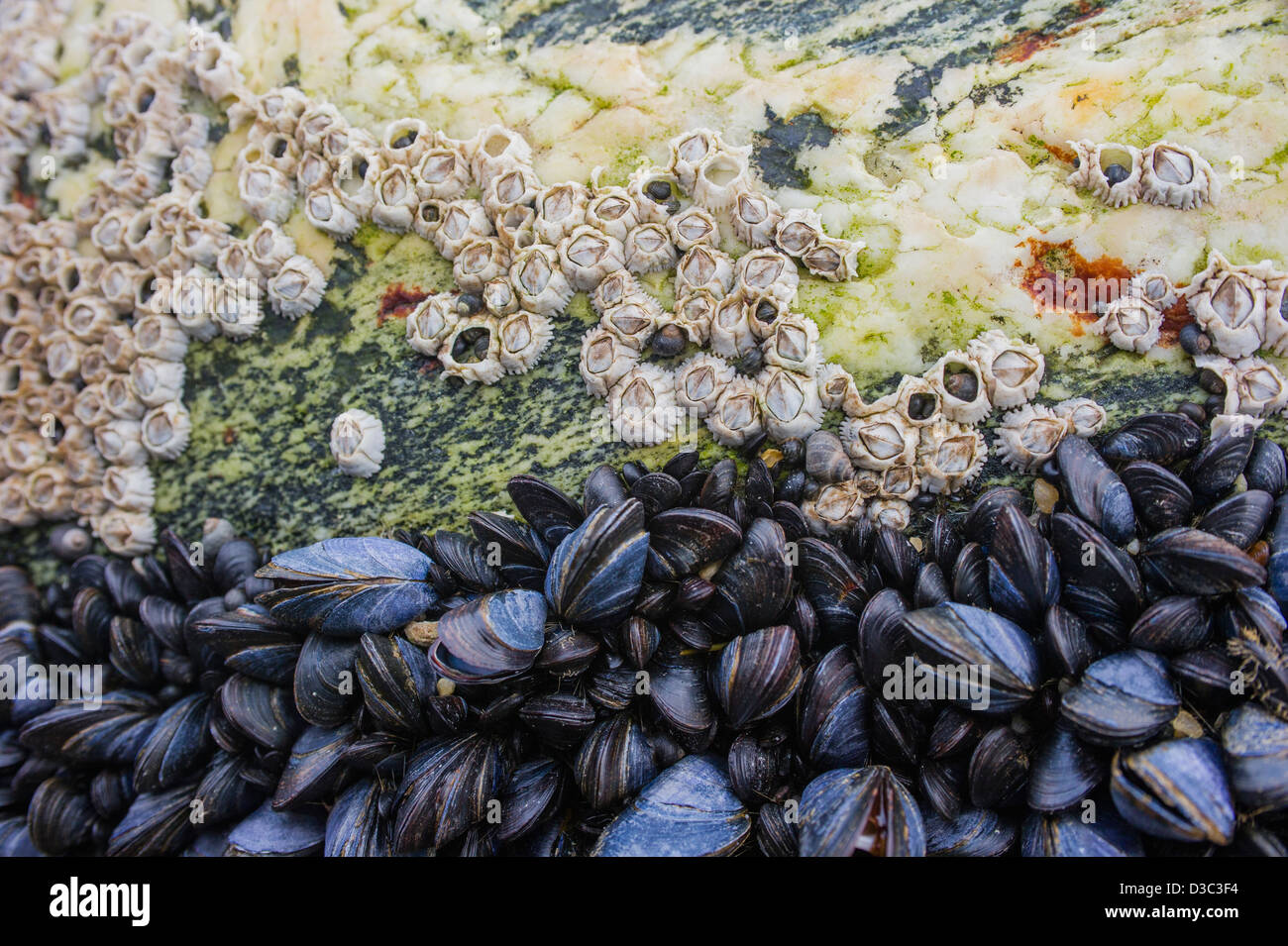Percebes y mejillones en una costa rock, el norte de Noruega. Foto de stock