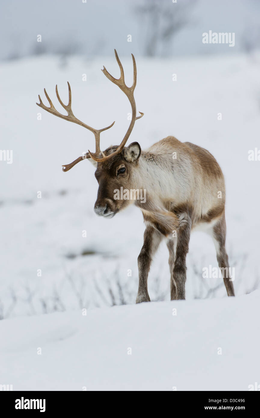 Scandinavian renos (Rangifer tarandus) ganado en busca de algún alimento en invierno bajo la nieve, zona de Tromso, Noruega Foto de stock