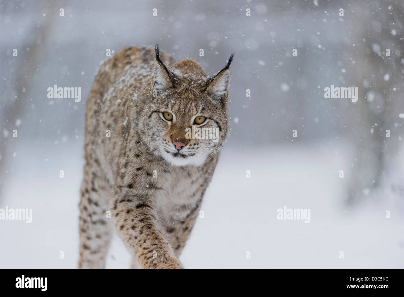 El lince eurásico (Lynx lynx) en piel de invierno sobre la nieve y bajo la nieve, condiciones controladas, Noruega Foto de stock