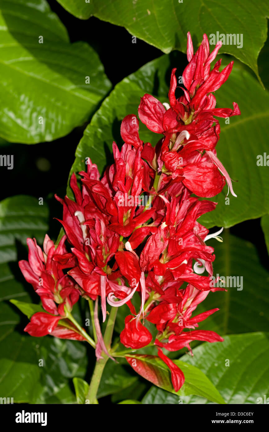 Flores brasileñas fotografías e imágenes de alta resolución - Alamy