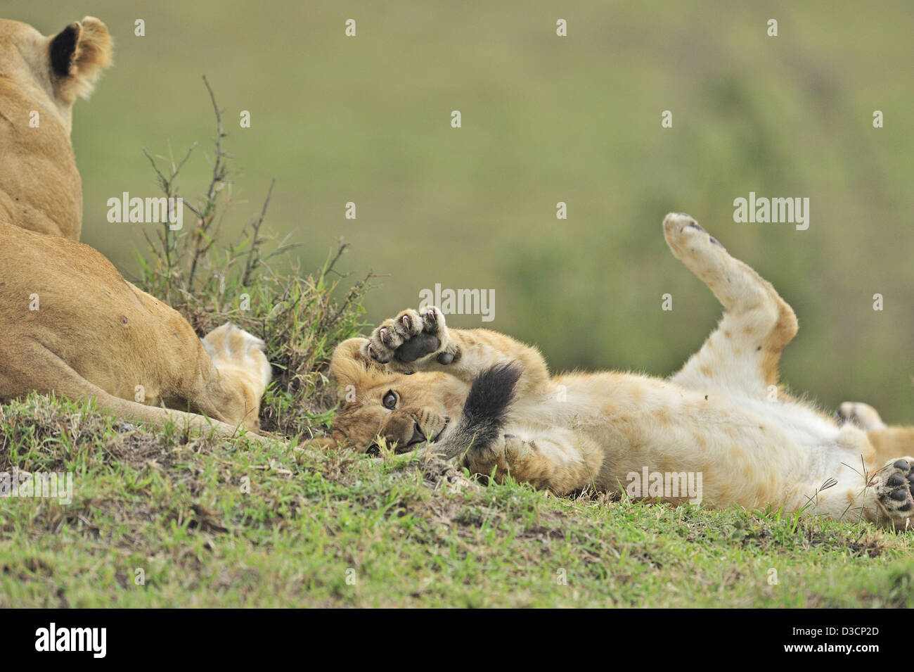 El Pantano la manada de leones en Masai Mara, Kenya, Africa Fotografía de  stock - Alamy