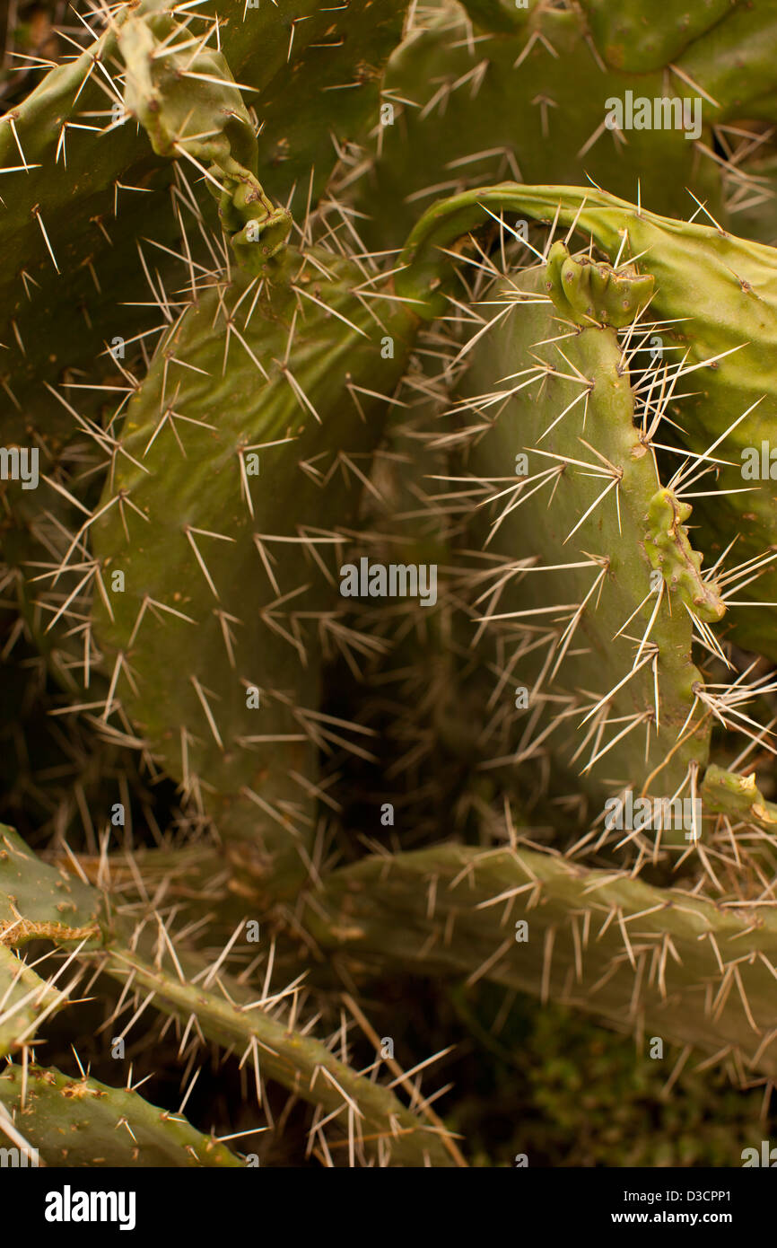 Cerca de cactus, Marrakech, Marruecos Foto de stock