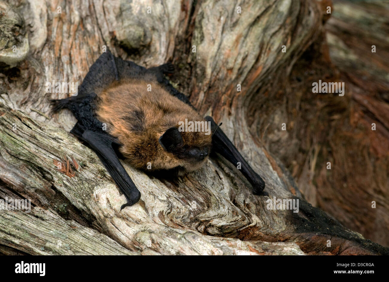 Común pipistrellus pipistrellus pipistrelle,bat,Parque Nacional de Cairngorms, Highlands, Escocia Foto de stock