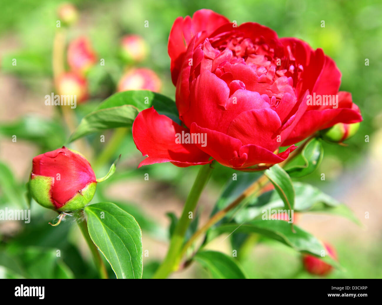 Peonía roja en el jardín de verano Foto de stock