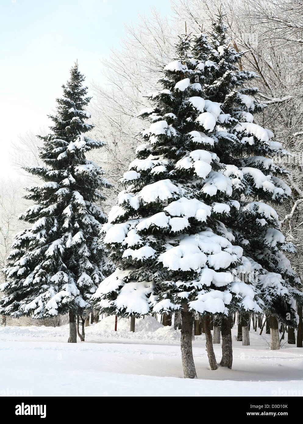 Abetos con ramas nevadas en la luz del sol Foto de stock