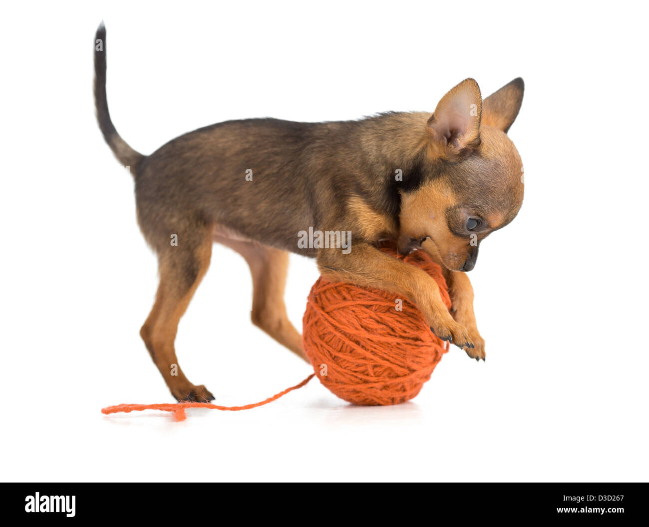 Toy terrier jugando ovillo de lana Foto de stock