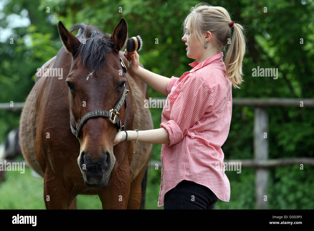 Muehlenbeck, Alemania, niña cepillar su caballo mane Foto de stock