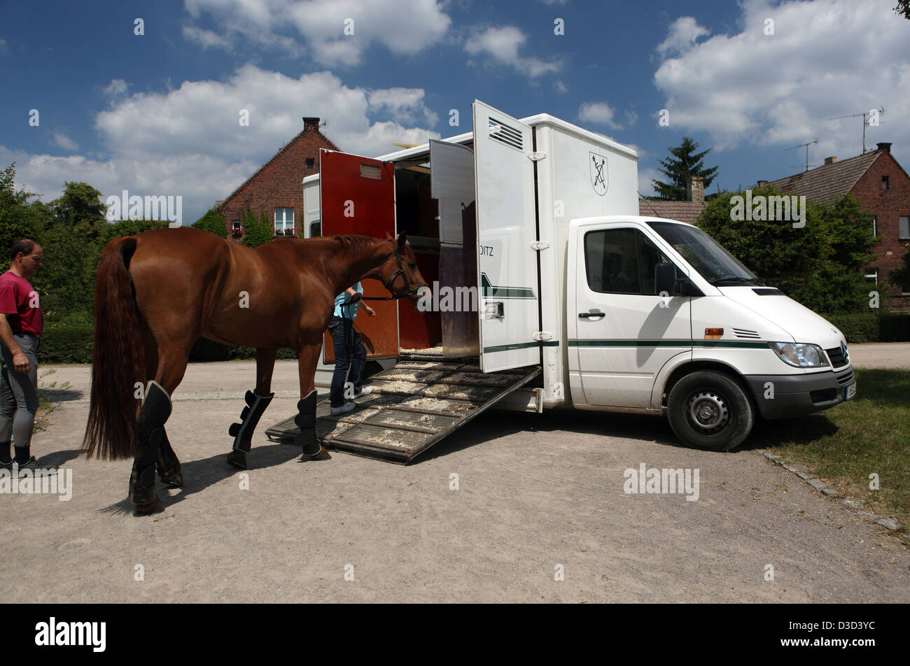 Graditz, Alemania, Creative caballo está cargado en una furgoneta Foto de stock
