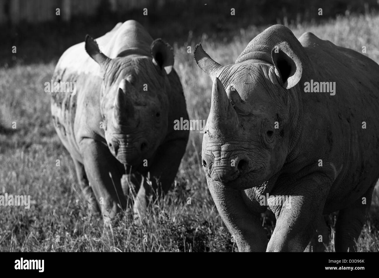Dos rinocerontes negros cautivos Foto de stock