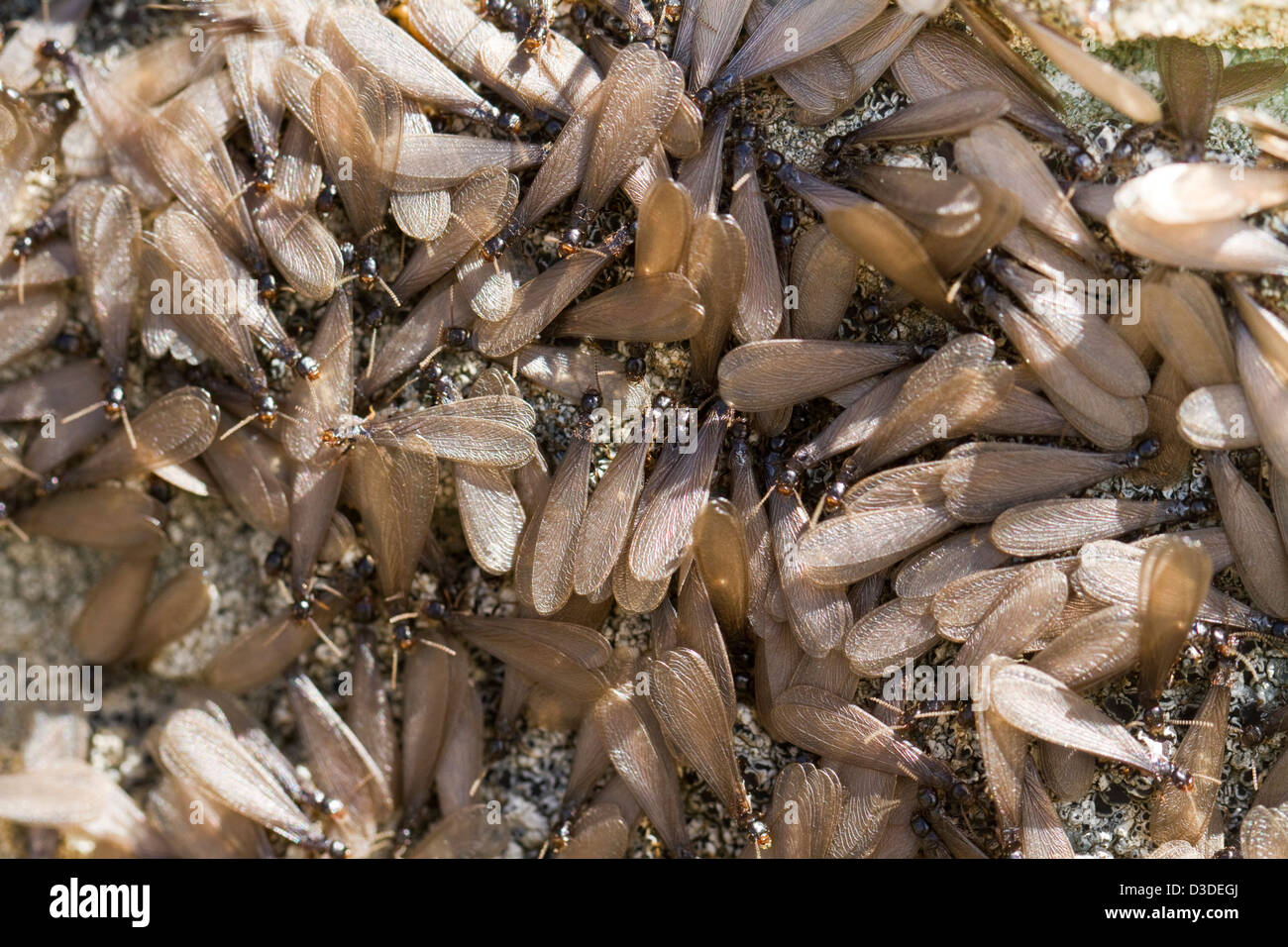 Cerrar ver detalle de un enjambre de termitas aladas en la naturaleza. Foto de stock