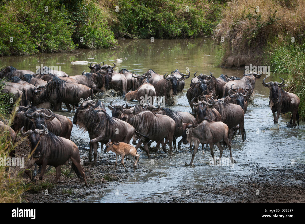 Manada de ñus corriendo a través de un abrevadero durante la gran migración en Tanzania, África Foto de stock