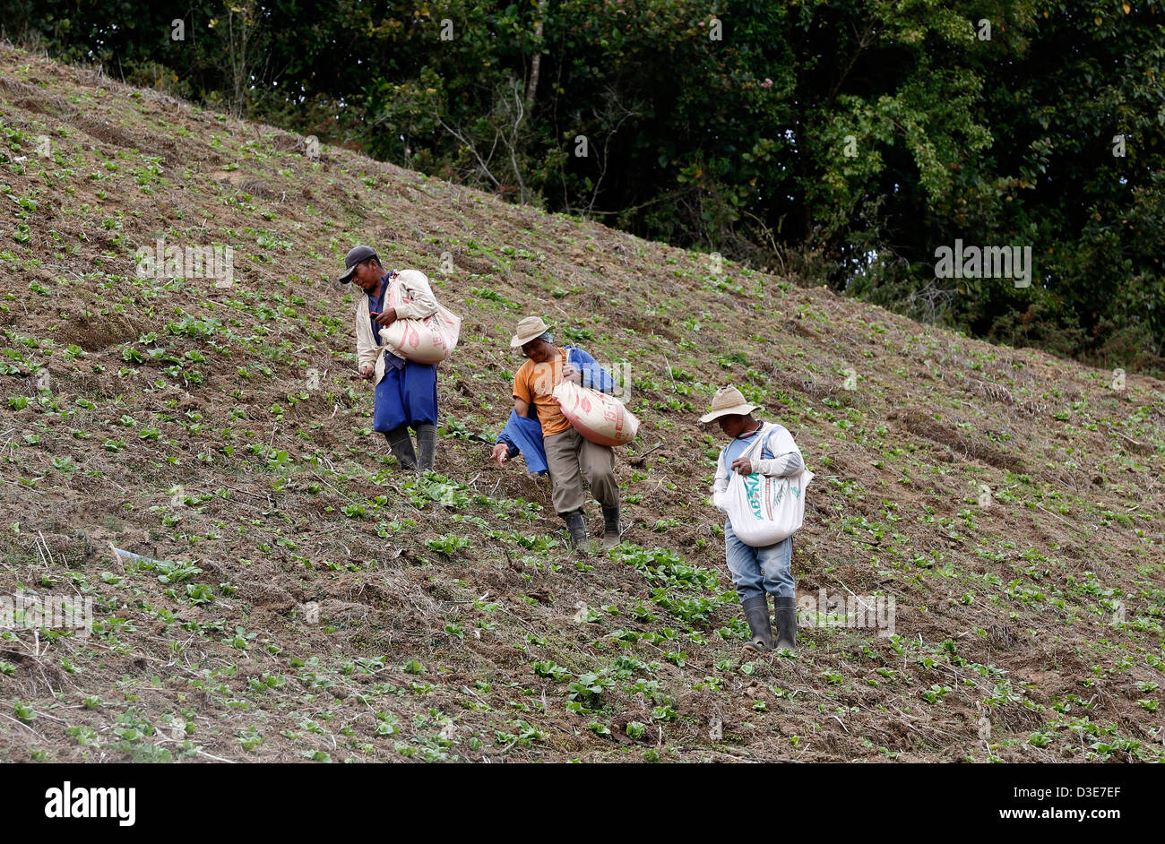 Los trabajadores difundiendo el fertilizante a mano sobre una empinada ladera cultivada, Guadalupe, Panamá Foto de stock