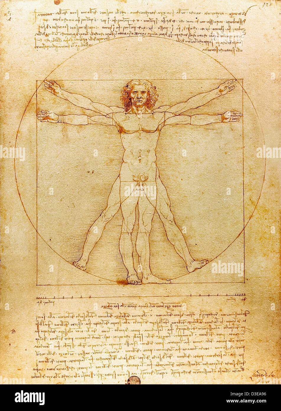 Leonardo da Vinci, Vitruvian Man. 1490 Lápiz y tinta sobre papel. La Gallerie dell'Accademia, en