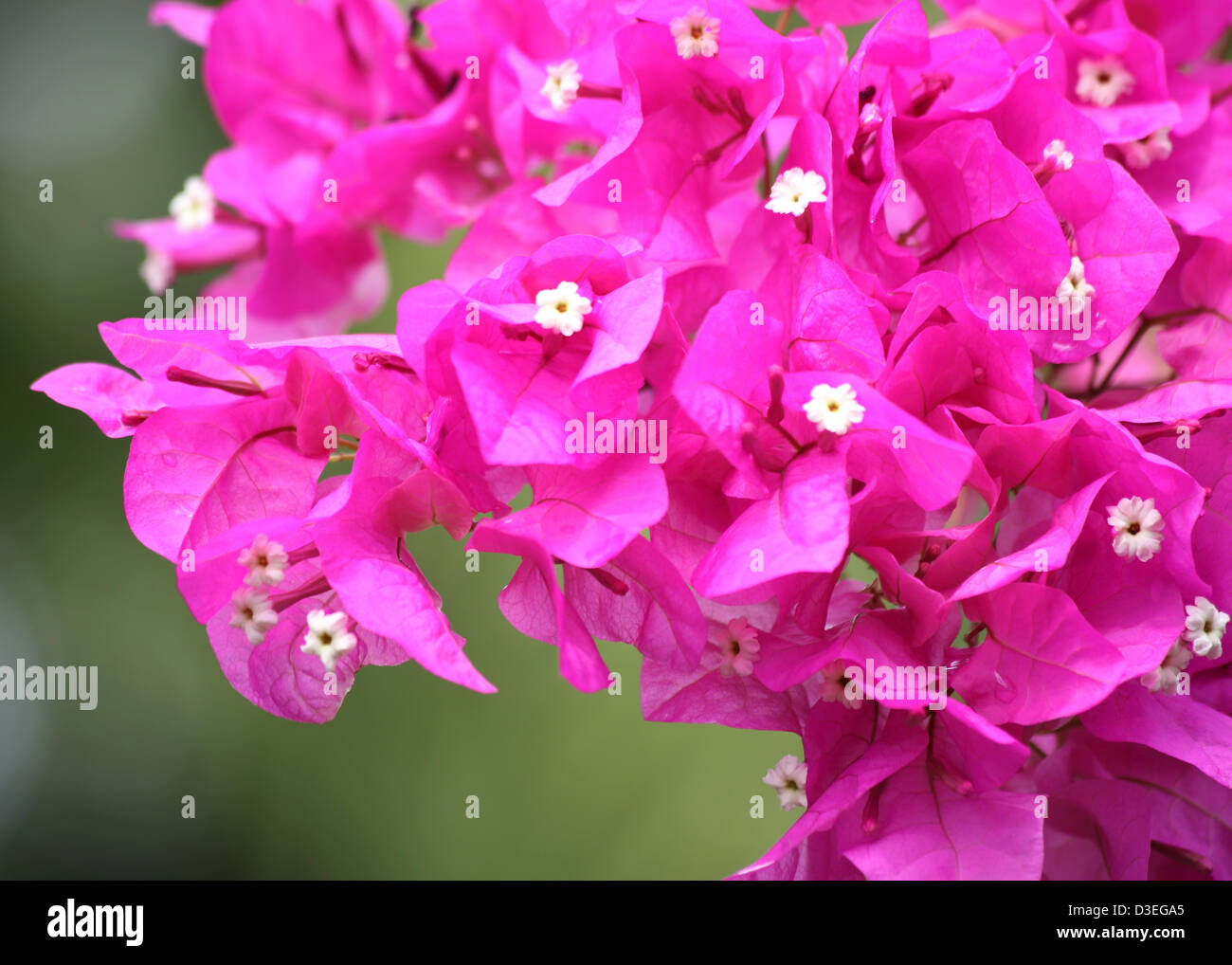 Flores Bougainvillea Barbados Fotografia De Stock Alamy