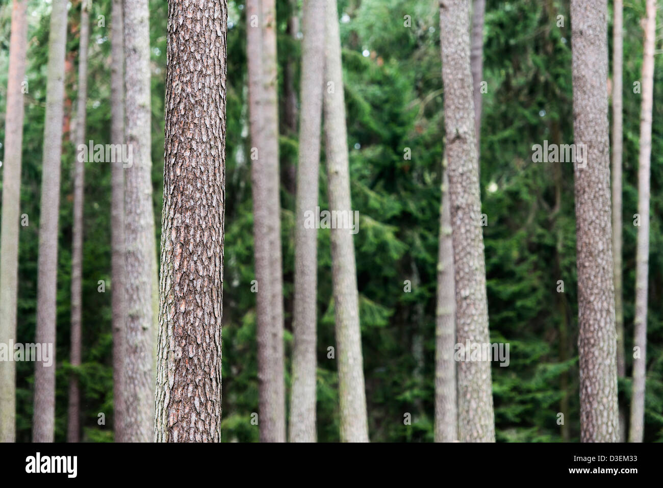 Naturaleza escena con troncos de árboles de pino en el bosque Foto de stock