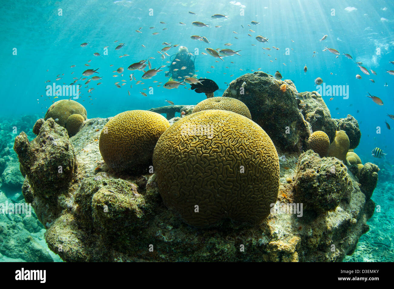 Diver en las cristalinas aguas del Caribe de Curazao Foto de stock